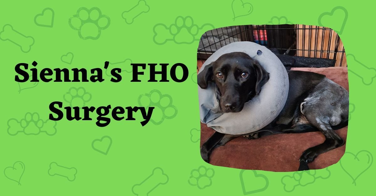 Our FHO Story: Overcoming Challenges and Celebrating Victories with Our Dog