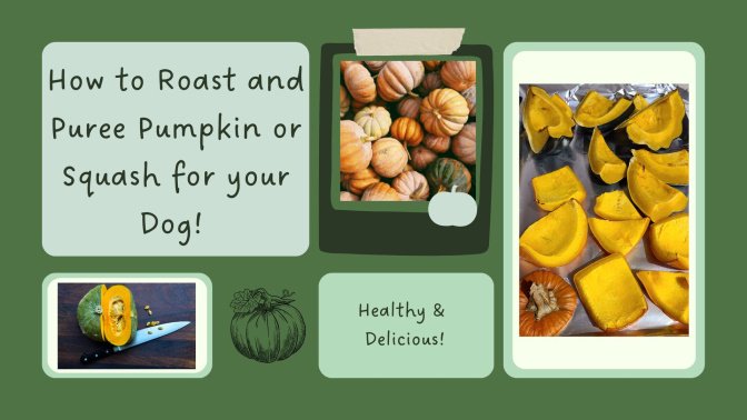 How to Roast Pumpkin and Squash for your Dog