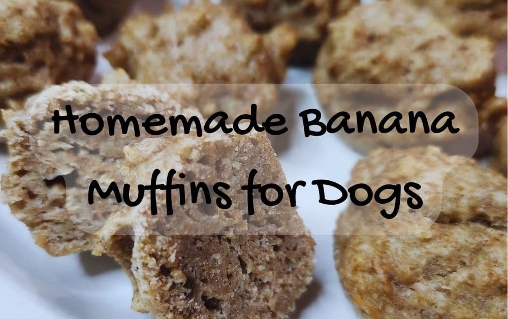 picture of homemade banana muffins for dogs