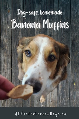 banana muffins for dogs