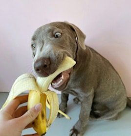 Dog eating a banana